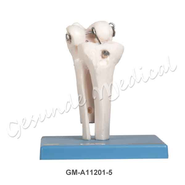 Detail Gambar Torso Persendian Nomer 35