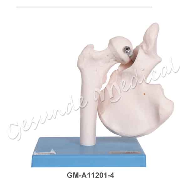 Detail Gambar Torso Persendian Nomer 5