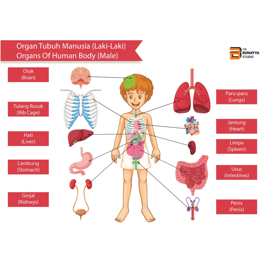 Detail Gambar Tubuh Manusia Anak Nomer 8