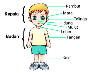 Detail Gambar Tubuh Manusia Dan Fungsinya Nomer 17