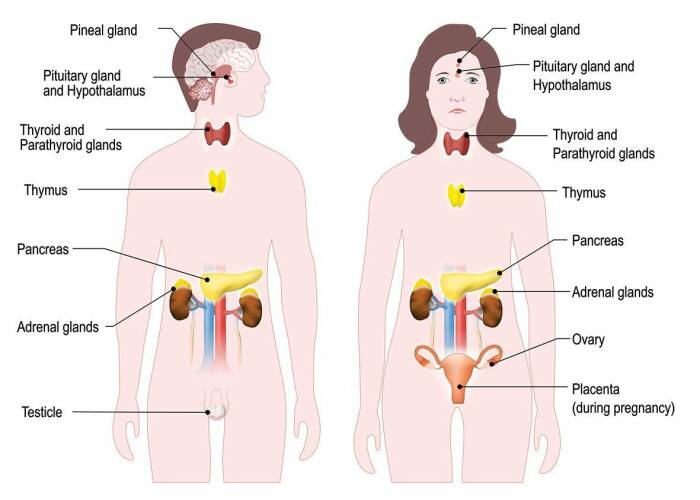 Detail Gambar Tubuh Manusia Dan Namanya Nomer 26