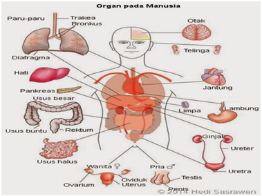 Detail Gambar Tubuh Manusia Dan Namanya Nomer 50