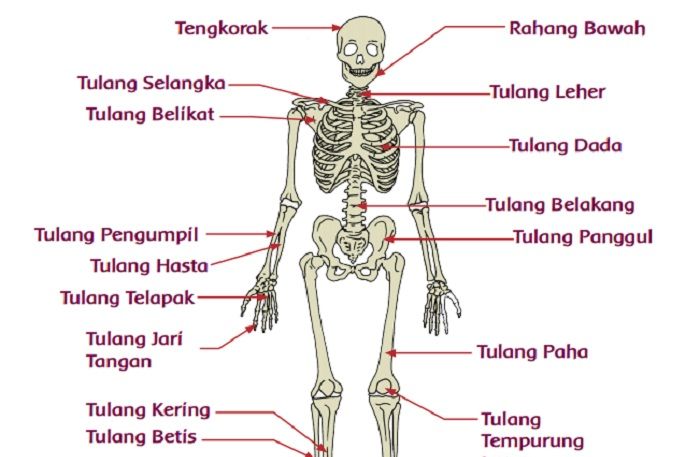 Detail Gambar Tubuh Manusia Dan Namanya Nomer 53