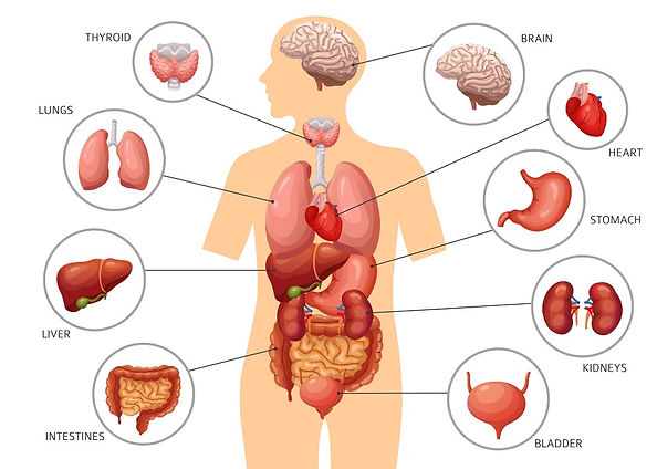 Detail Gambar Tubuh Manusia Png Nomer 23