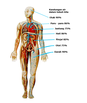 Detail Gambar Tubuh Manusia Png Nomer 37