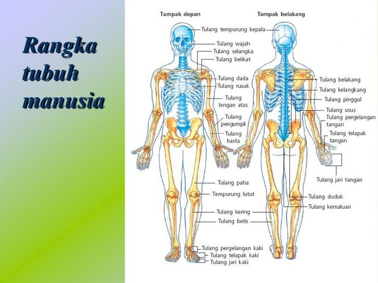 Detail Gambar Tubuh Manusia Tampak Depan Dan Belakang Nomer 2