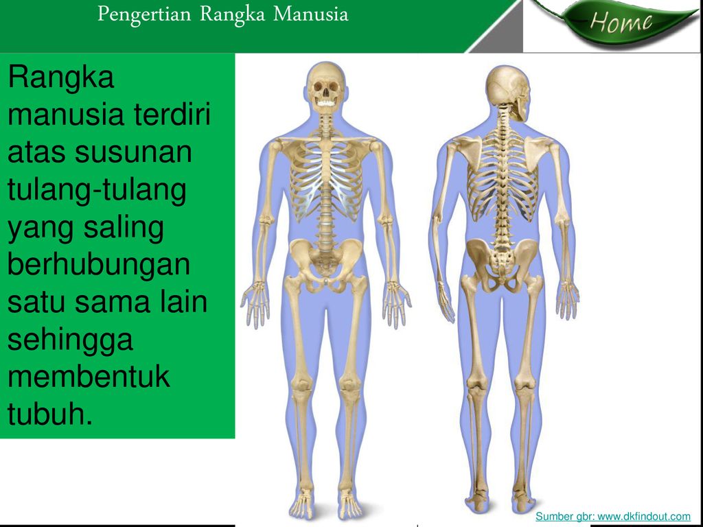 Detail Gambar Tubuh Manusia Tampak Depan Dan Belakang Nomer 21