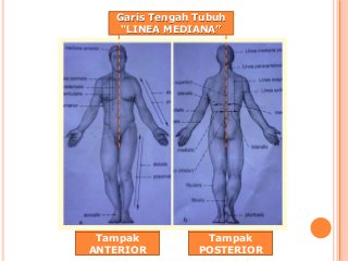 Detail Gambar Tubuh Manusia Tampak Depan Dan Belakang Nomer 23