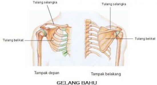 Detail Gambar Tubuh Manusia Tampak Depan Dan Belakang Nomer 26