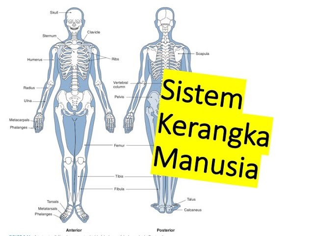 Detail Gambar Tubuh Manusia Tampak Depan Dan Belakang Nomer 32