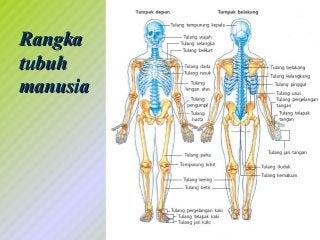 Detail Gambar Tubuh Manusia Tampak Depan Dan Belakang Nomer 35