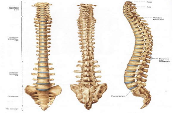 Detail Gambar Tulang Belakang Manusia Nomer 10