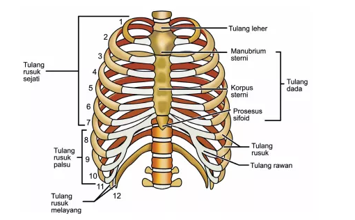 Gambar Tulang Dada Manusia - KibrisPDR