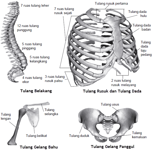 Detail Gambar Tulang Dada Manusia Nomer 25