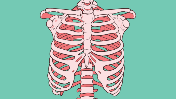 Detail Gambar Tulang Dada Manusia Nomer 32