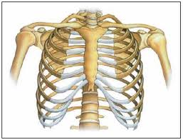 Detail Gambar Tulang Dada Manusia Nomer 33