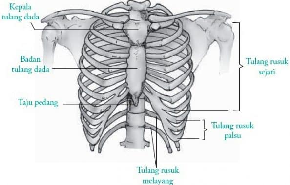 Detail Gambar Tulang Dada Manusia Nomer 5