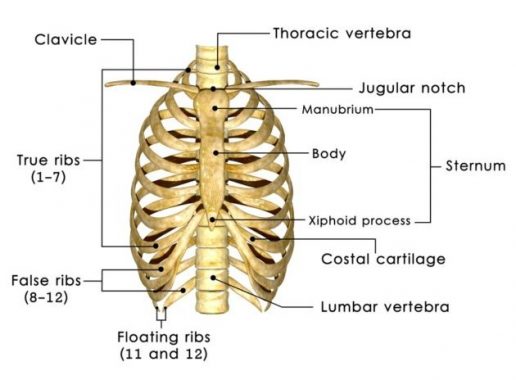 Detail Gambar Tulang Dada Manusia Nomer 41