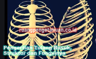 Detail Gambar Tulang Dada Manusia Nomer 44