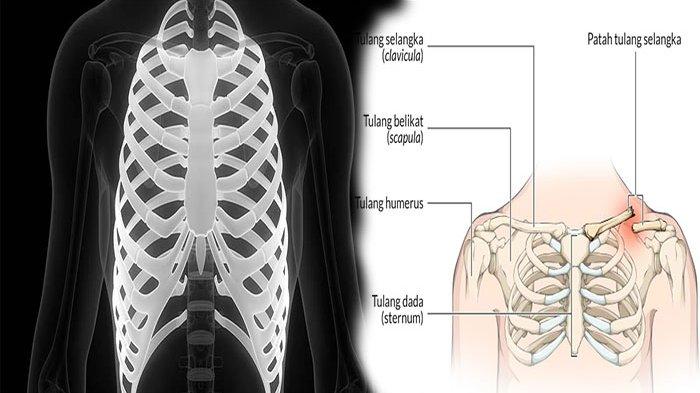 Detail Gambar Tulang Dada Manusia Nomer 48