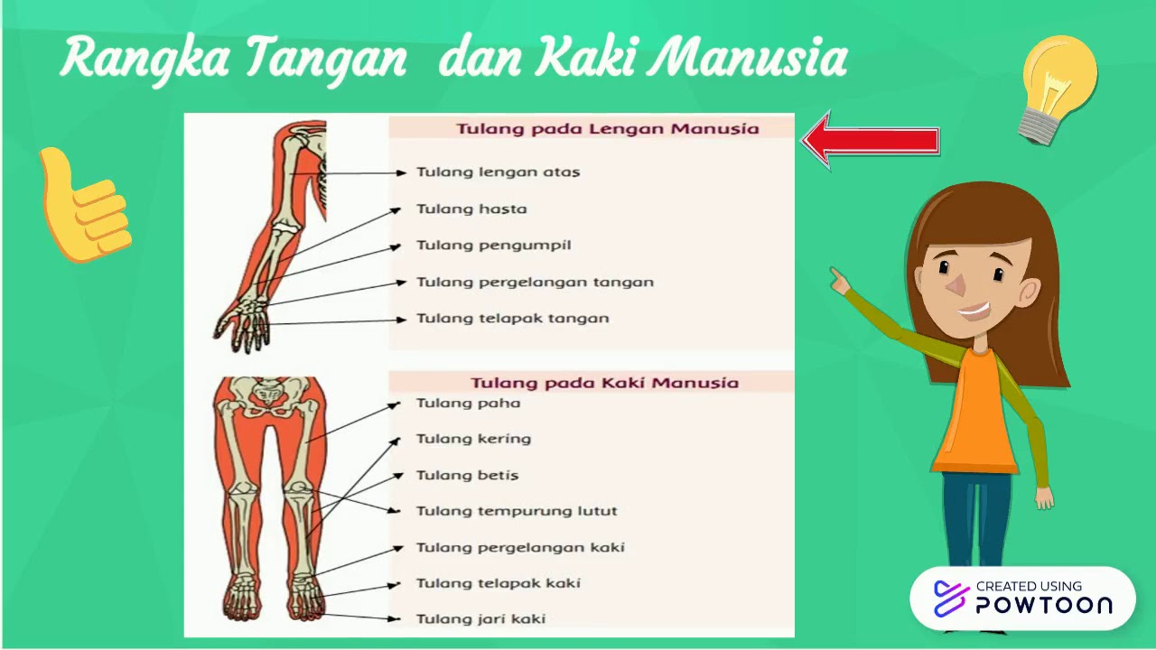 Detail Gambar Tulang Lengan Manusia Nomer 12