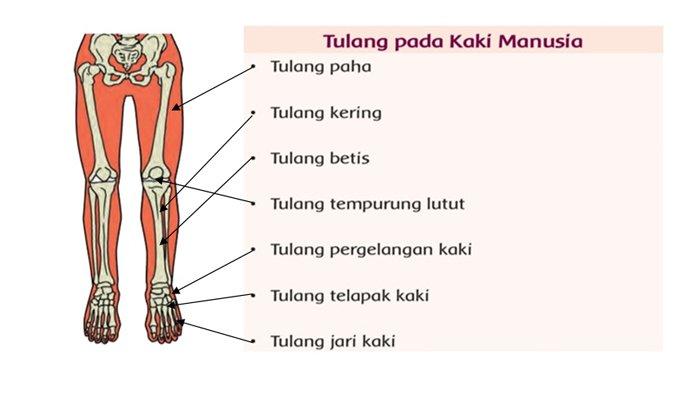 Detail Gambar Tulang Lengan Manusia Nomer 15