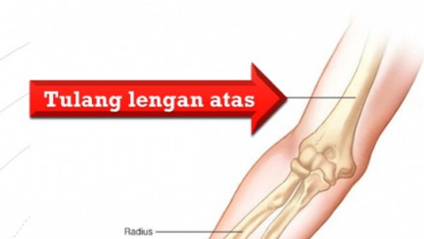 Detail Gambar Tulang Lengan Manusia Nomer 17