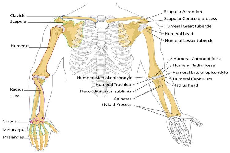 Detail Gambar Tulang Lengan Manusia Nomer 31