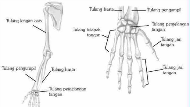 Detail Gambar Tulang Lengan Manusia Nomer 5