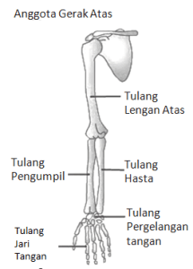 Detail Gambar Tulang Lengan Manusia Nomer 43