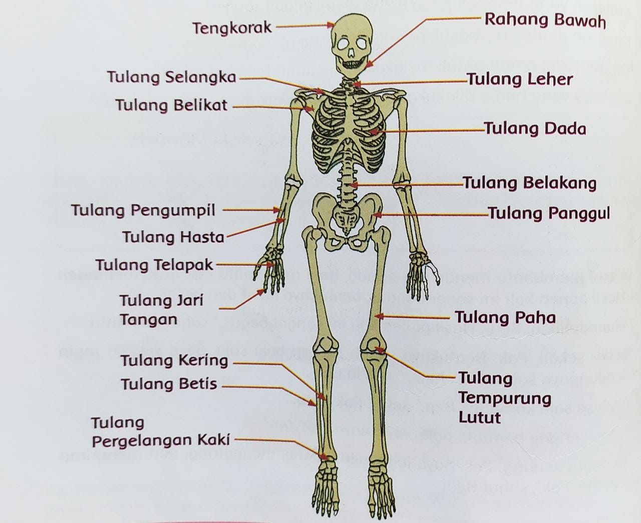 Detail Gambar Tulang Lengan Manusia Nomer 49