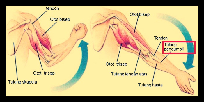 Detail Gambar Tulang Lengan Manusia Nomer 50