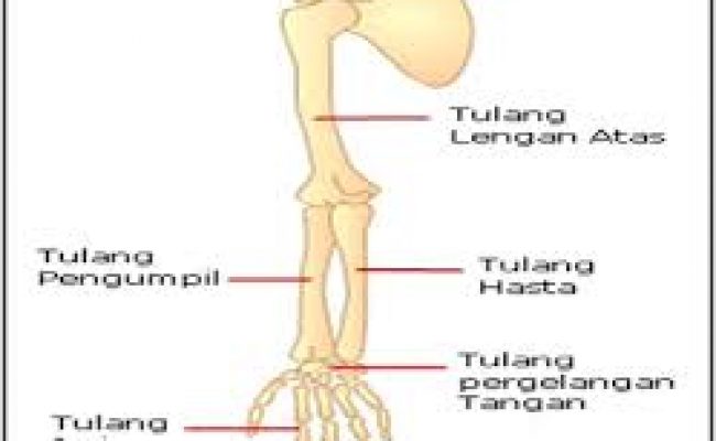 Detail Gambar Tulang Lengan Manusia Nomer 7