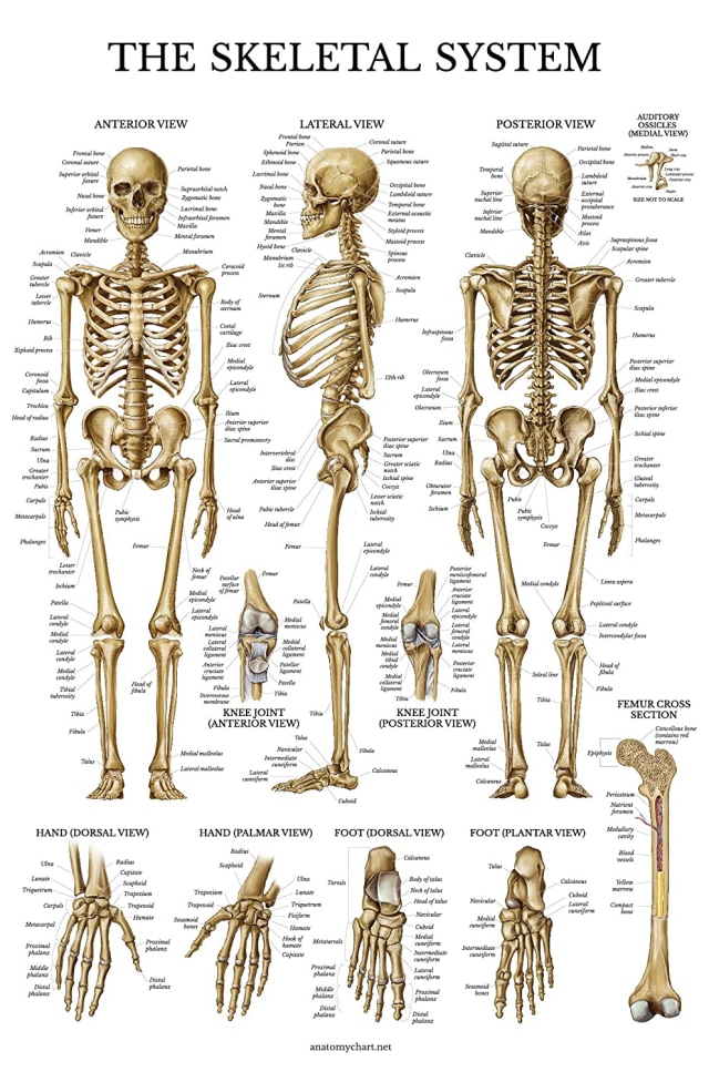 Detail Gambar Tulang Manusia Nomer 51