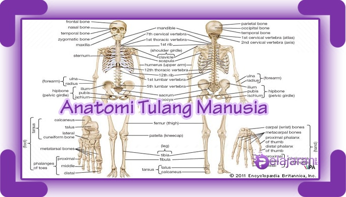 Detail Gambar Tulang Manusia Beserta Penjelasannya Nomer 24