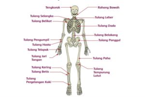 Detail Gambar Tulang Manusia Beserta Penjelasannya Nomer 25