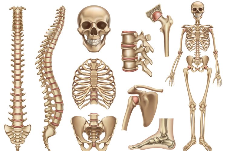 Detail Gambar Tulang Manusia Dan Namanya Nomer 16