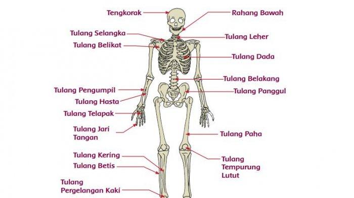 Detail Gambar Tulang Manusia Dan Namanya Nomer 22