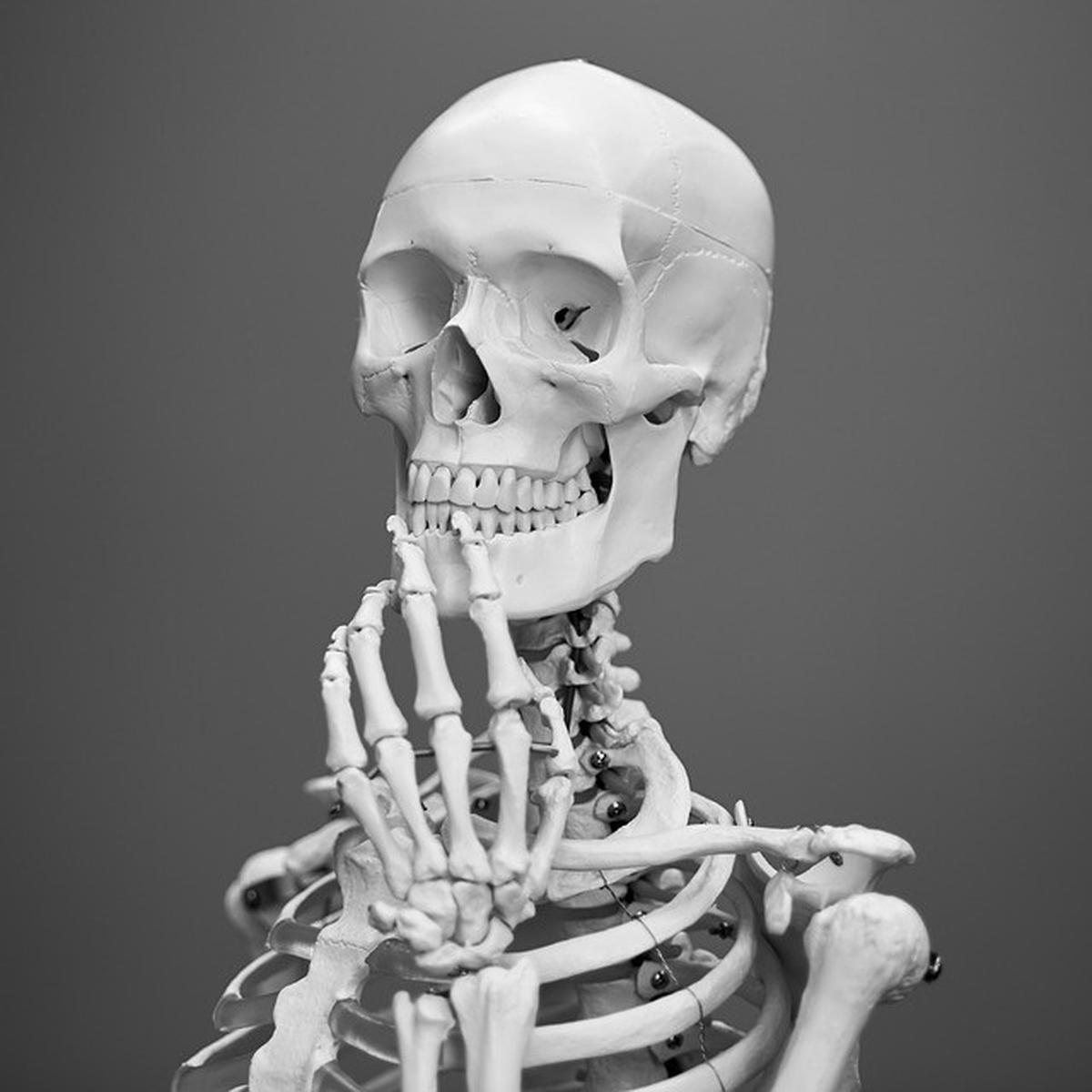 Detail Gambar Tulang Manusia Dan Namanya Nomer 28
