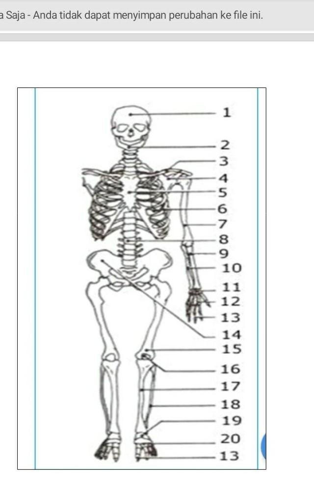 Detail Gambar Tulang Manusia Dan Namanya Nomer 45