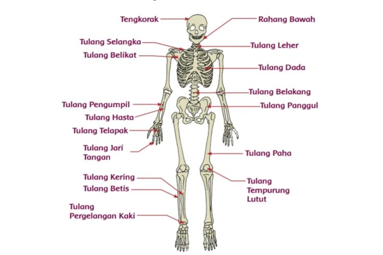 Detail Gambar Tulang Pada Manusia Nomer 16