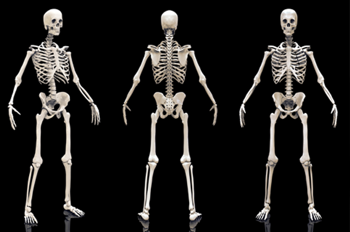 Detail Gambar Tulang Pada Manusia Nomer 27