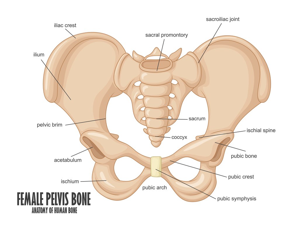 Gambar Tulang Pelvis Dan Penjelasan - KibrisPDR