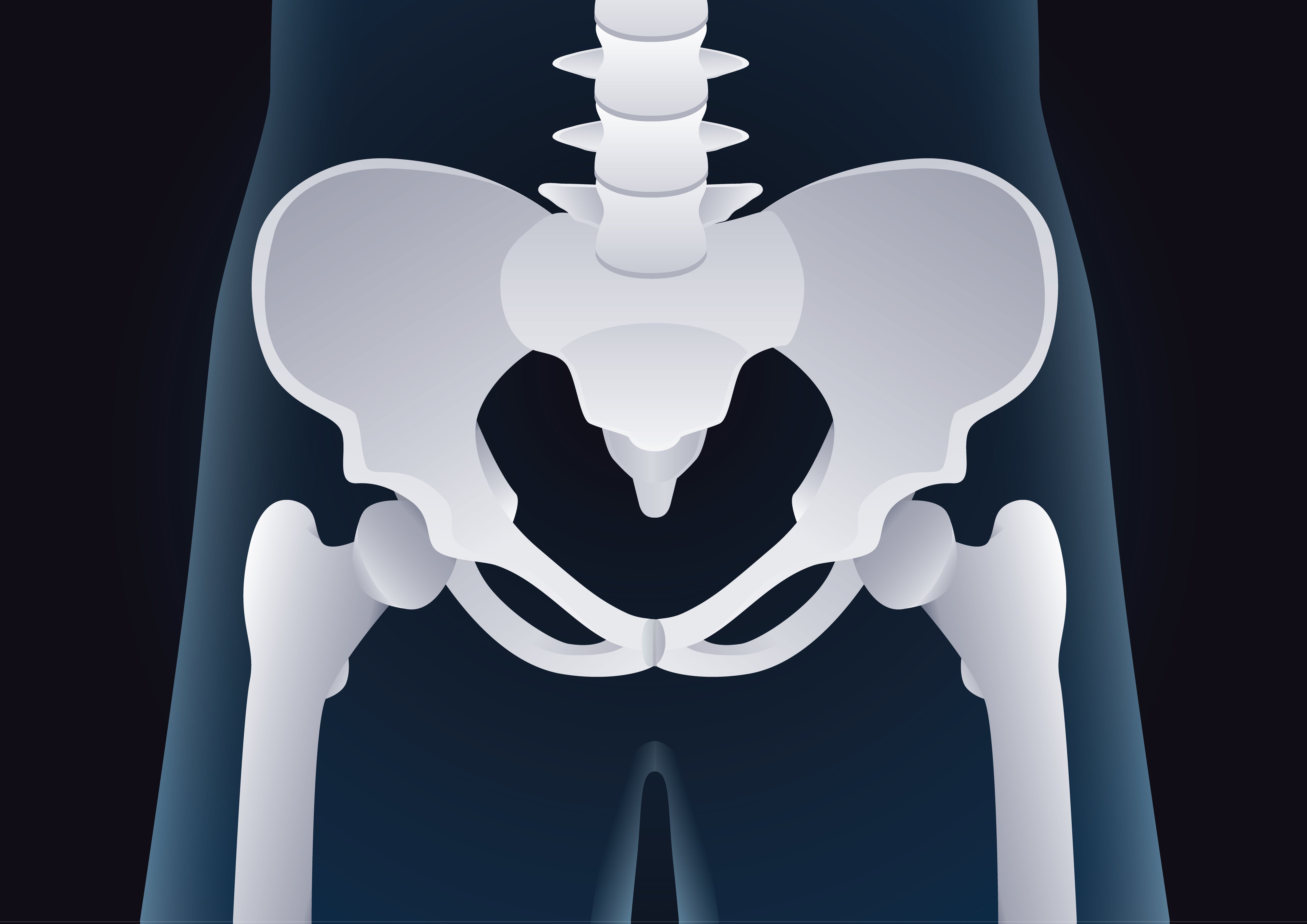 Detail Gambar Tulang Pelvis Dan Penjelasan Nomer 11