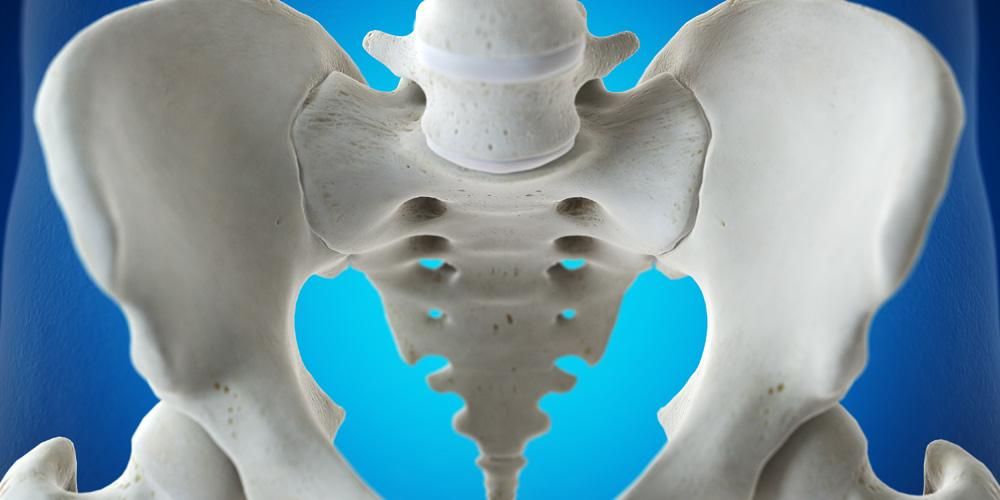 Detail Gambar Tulang Pelvis Dan Penjelasan Nomer 12