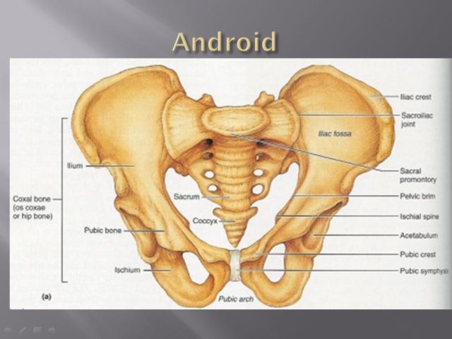 Detail Gambar Tulang Pelvis Dan Penjelasan Nomer 3