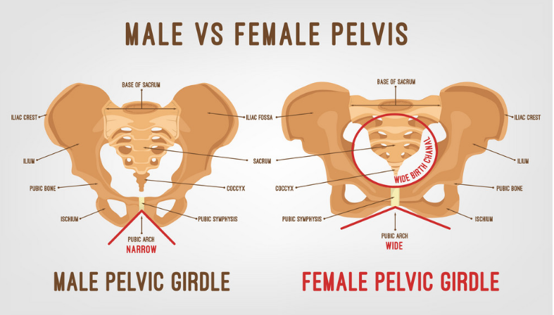 Detail Gambar Tulang Pelvis Dan Penjelasan Nomer 19