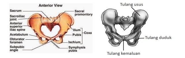 Detail Gambar Tulang Pelvis Dan Penjelasan Nomer 20