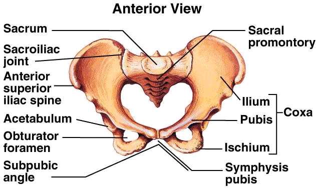 Detail Gambar Tulang Pelvis Dan Penjelasan Nomer 4