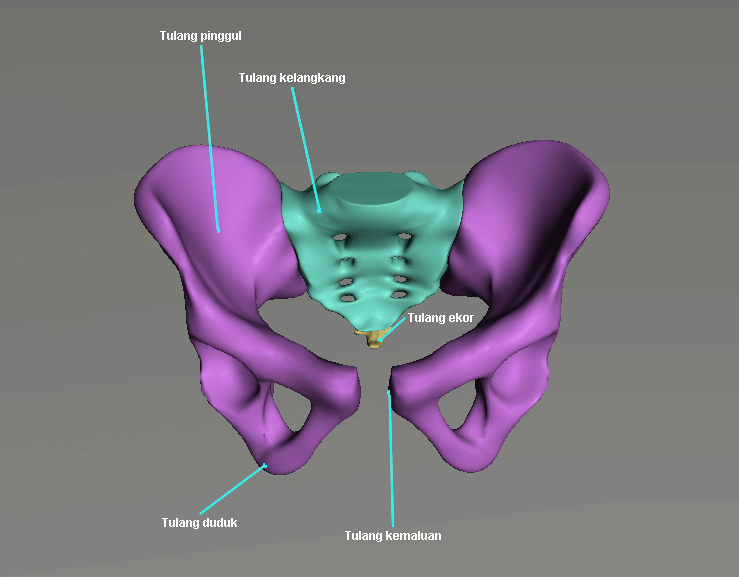 Detail Gambar Tulang Pelvis Dan Penjelasan Nomer 28